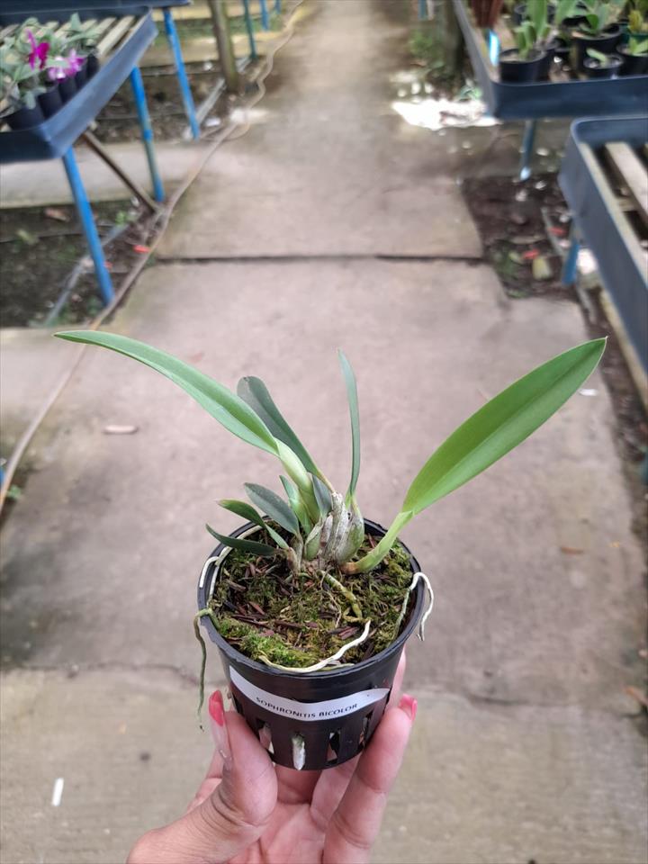 Imagem Segundaria do Produto