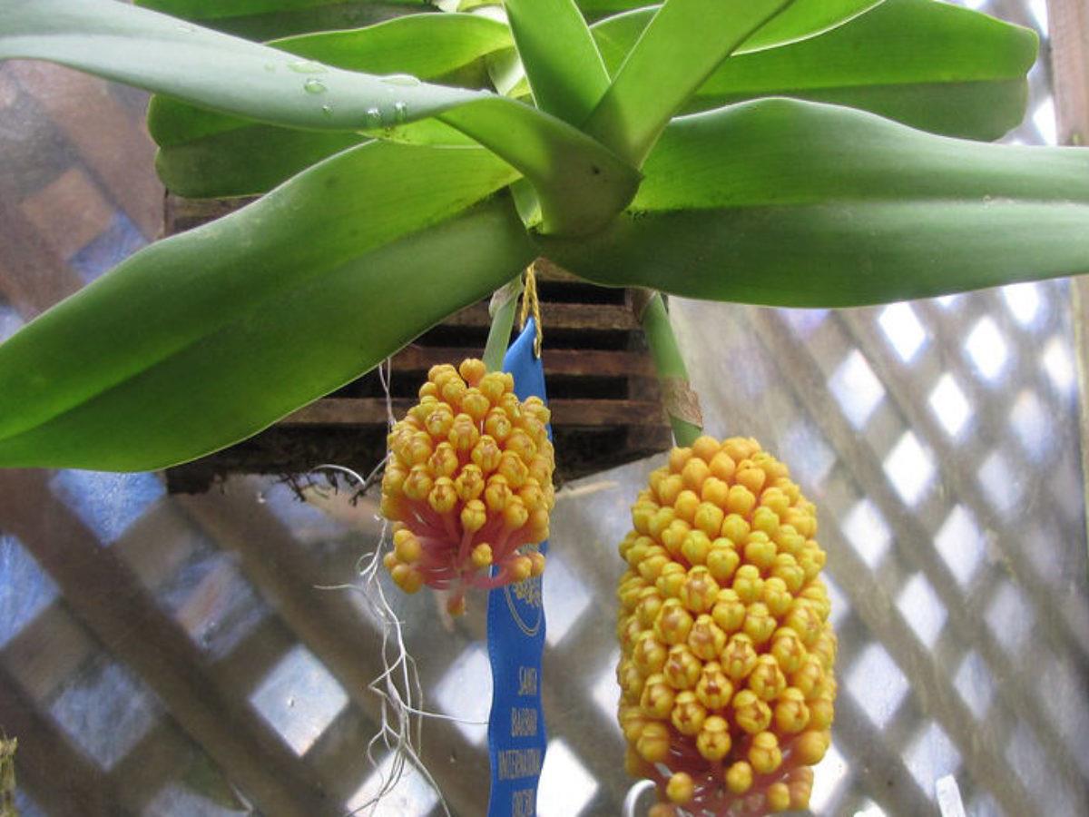 Imagem Segundaria do Produto