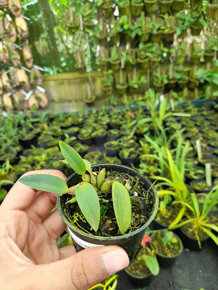 Imagem Segundaria do Produto