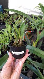 Imagem Segundaria do Produto