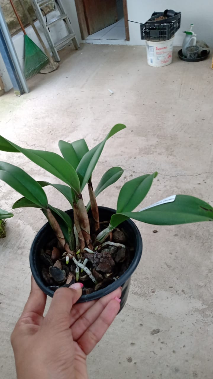 Imagem Segundaria do Produto