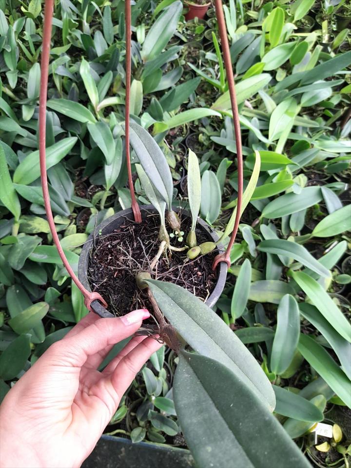 Imagem Segundaria do Produto