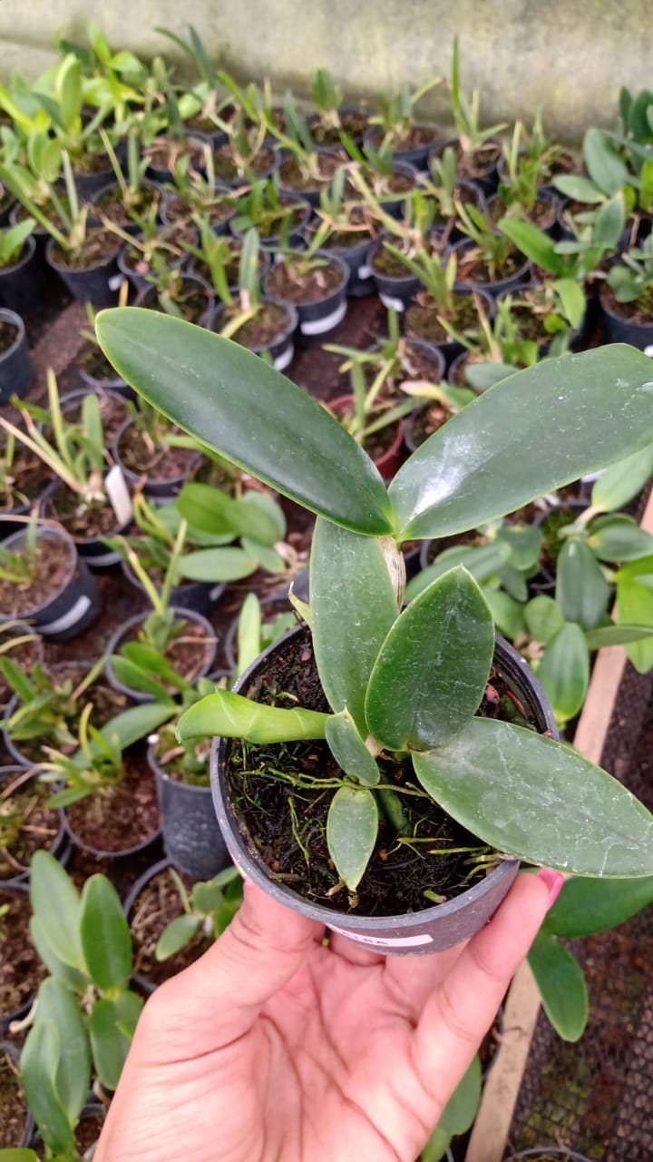 Imagem Segundaria do Produto