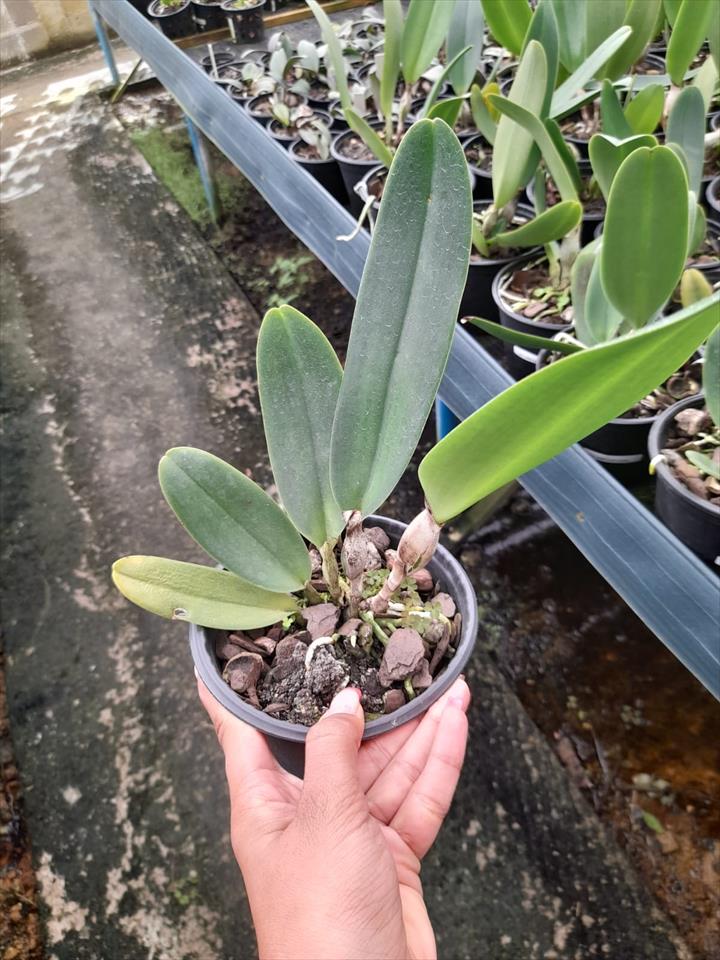 Imagem Segundaria do Produto