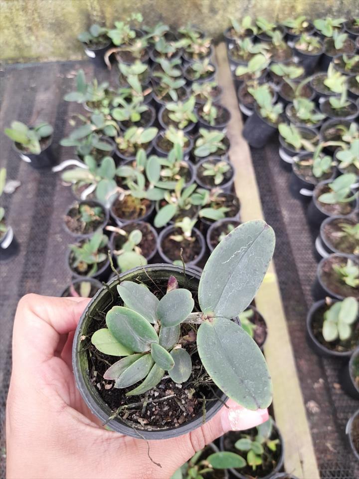 Imagem Segundaria do Produto