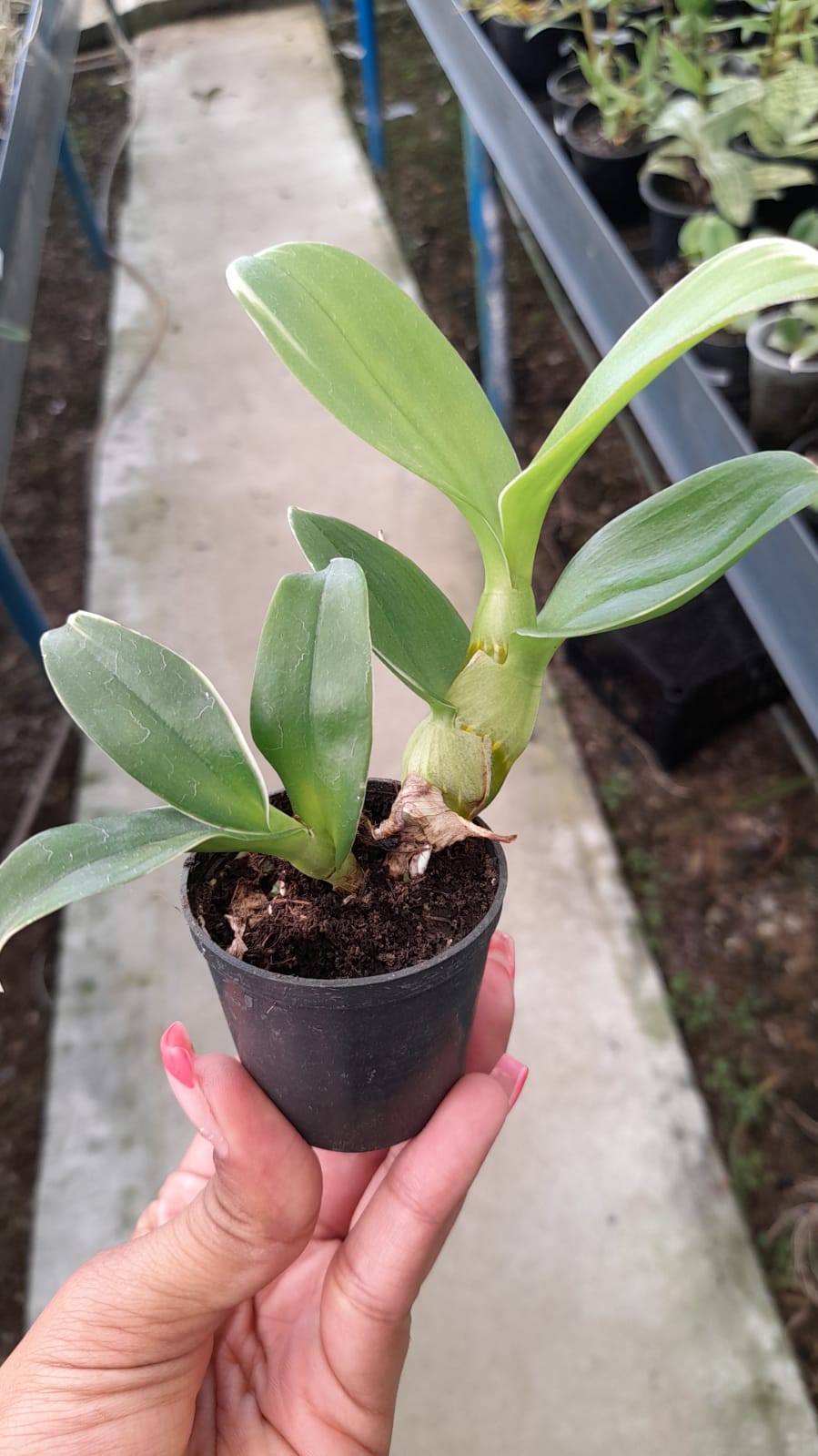 Imagem Segundaria do Produto