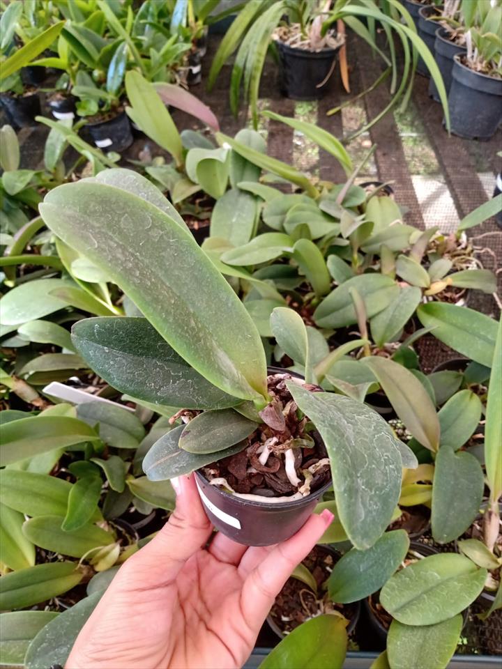 Imagem Segundaria do Produto