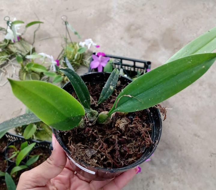 Imagem Segundaria do Produto