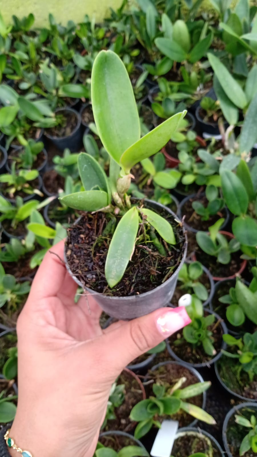 Imagem Segundaria do Produto