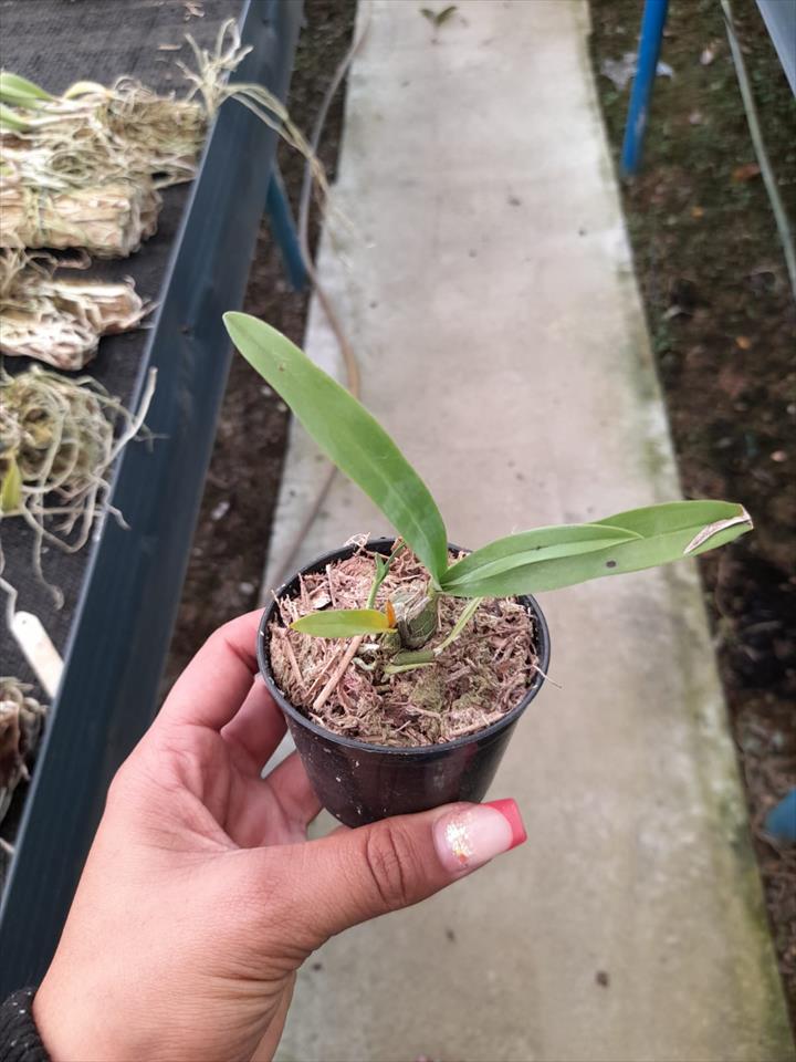 Imagem Segundaria do Produto