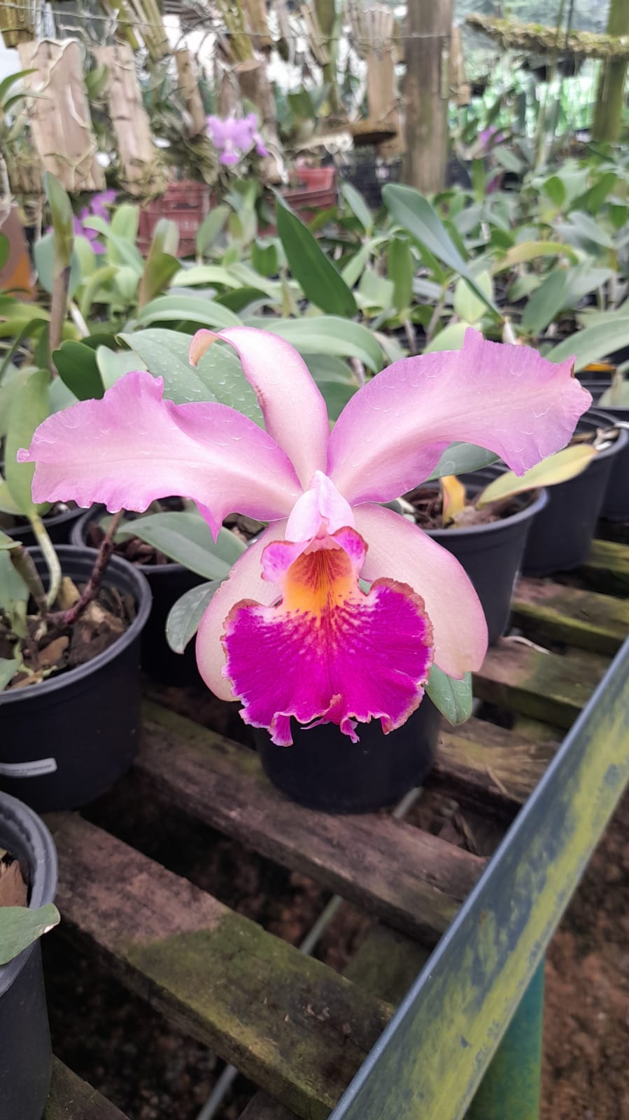 Orquídeas - Emporium das Orquídeas 262