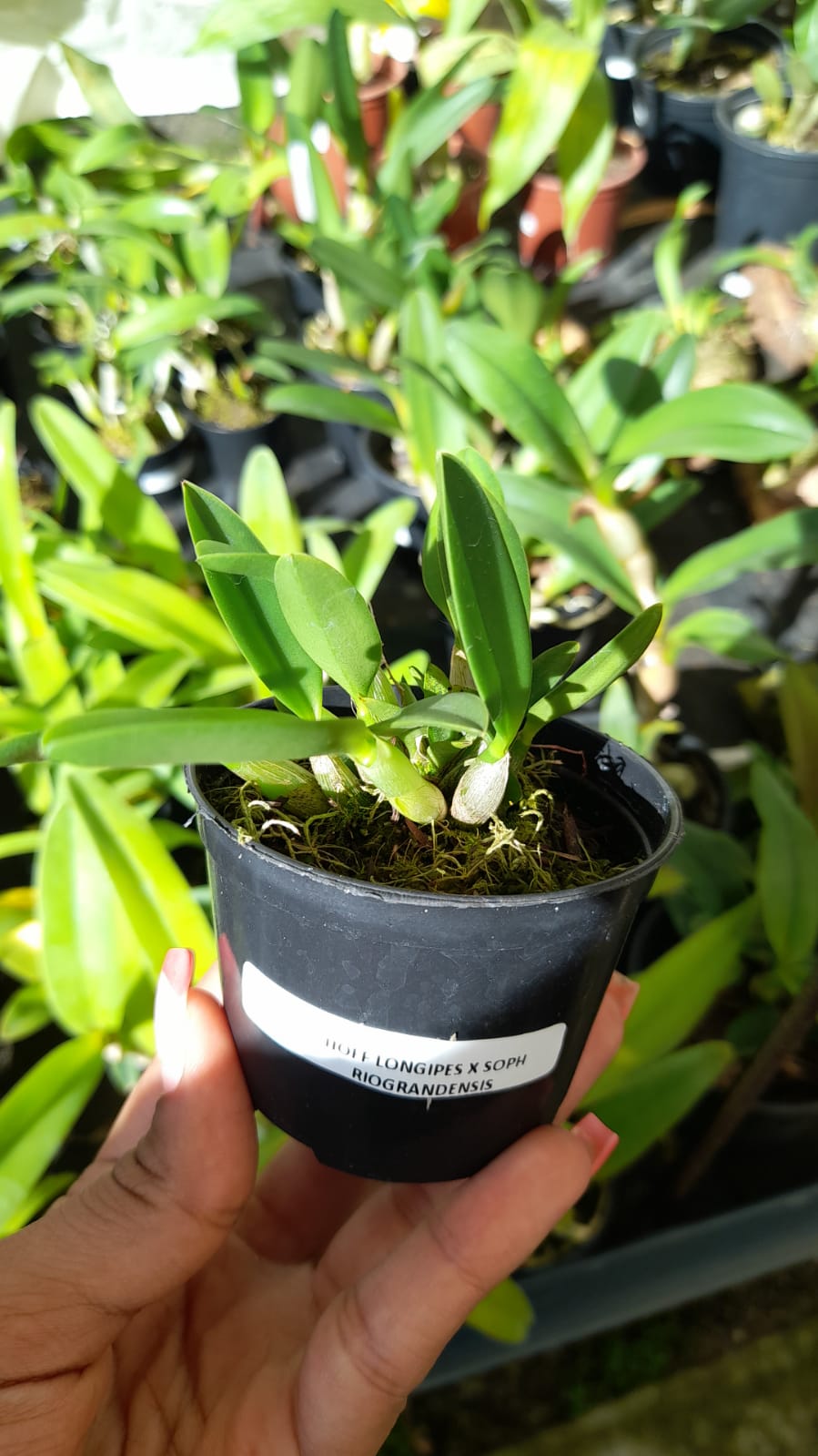 Imagem Segundaria do Produto