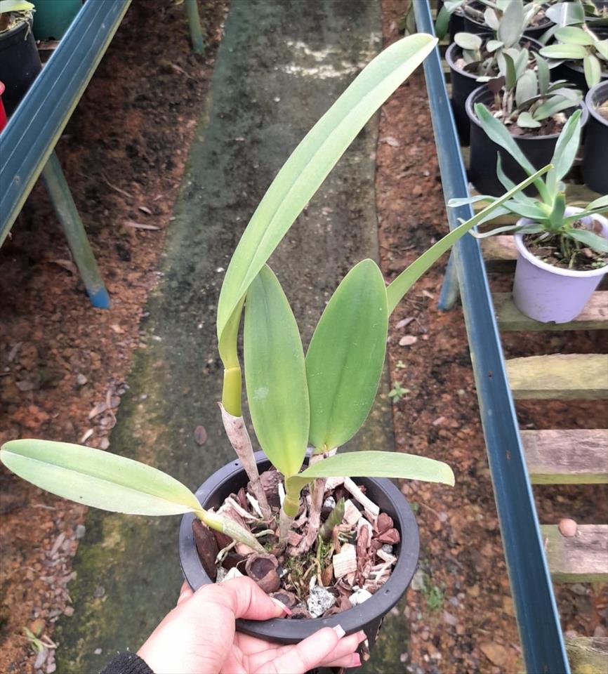 Imagem Segundaria do Produto