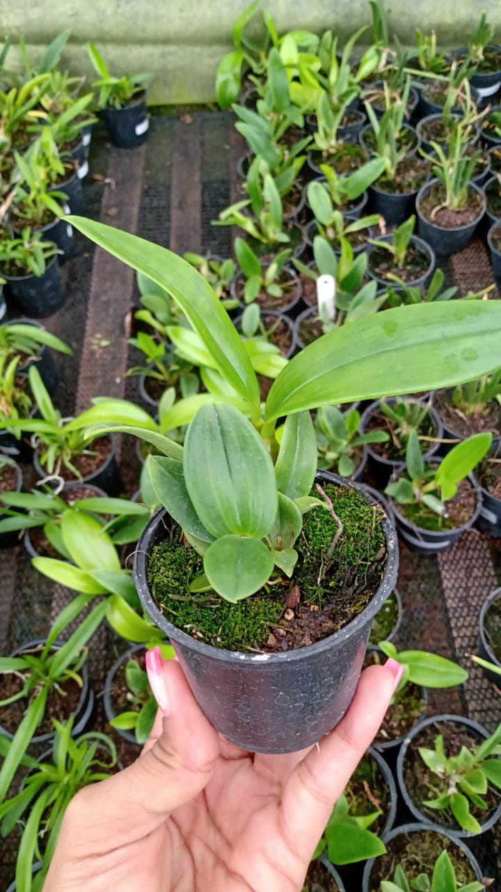 Imagem Segundaria do Produto