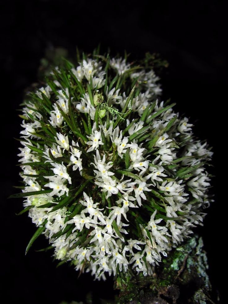 Imagem Segundaria do Produto