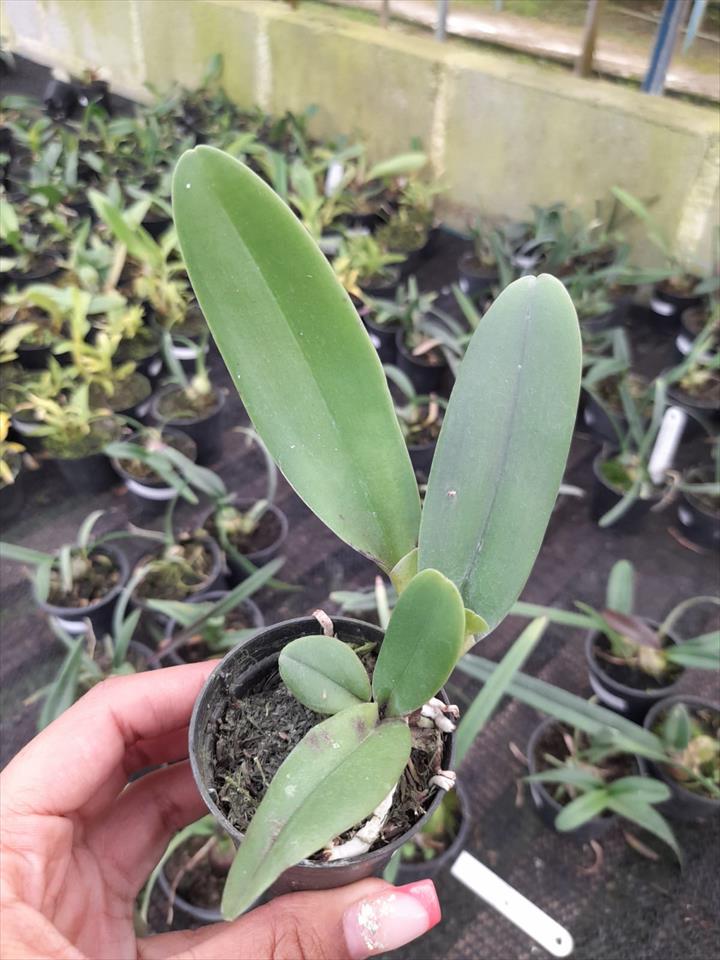 Imagem Segundaria do Produto