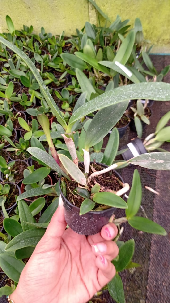 Imagem Segundaria do Produto