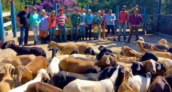 CAPACITAÇÃO – Sistema Faesp/Senar oferece curso de criação de cabras e ovelhas