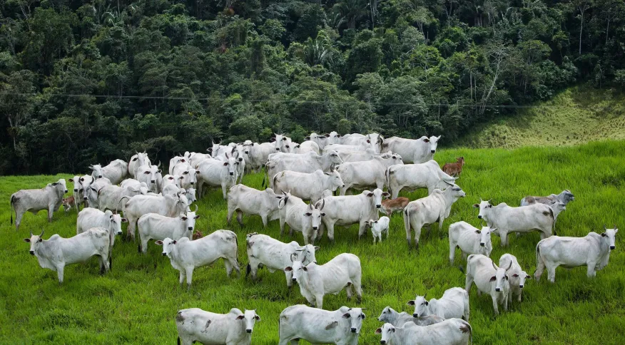 BOAS PRÁTICAS - Indústria de carnes amplia adesão a protocolo de monitoramento socioambiental para todo o Brasil