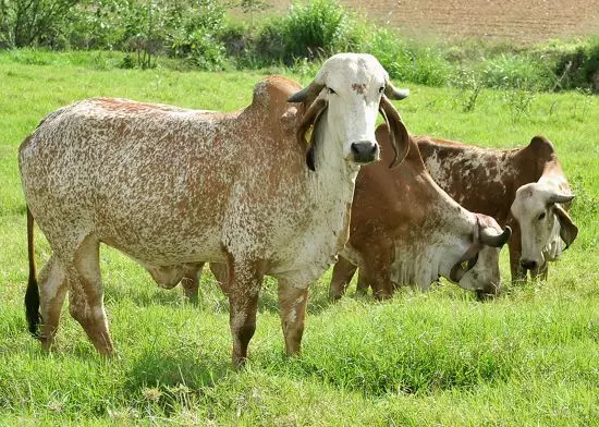 PESQUISA - Inventário mede o impacto ambiental da cadeia leiteira brasileira