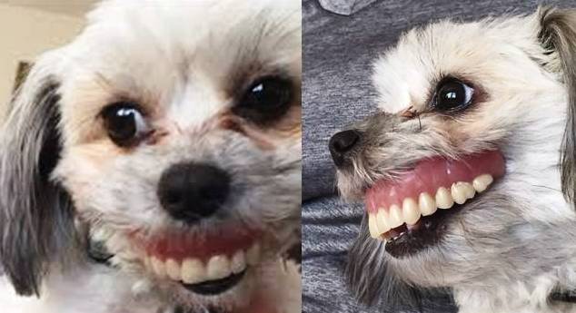Cadela rouba dentadura de seu dono