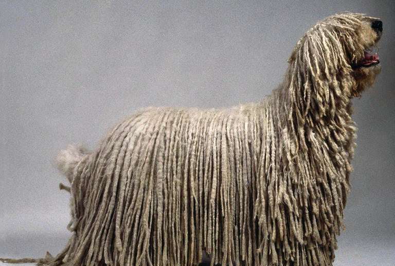 O Exótico Pastor Bergamasco