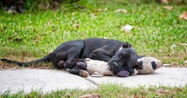 Cachorro abandonado fica abraçado com um ursinho de pelúcia