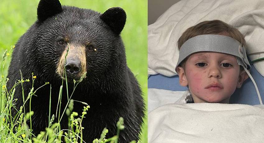 Menino de três anos desaparecido por 48h no frio, diz que um urso cuidou dele