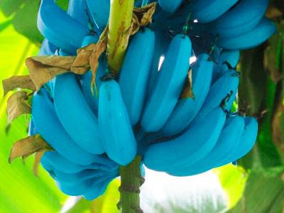 Banana Azul com textura de sorvete e gosto de baunilha.