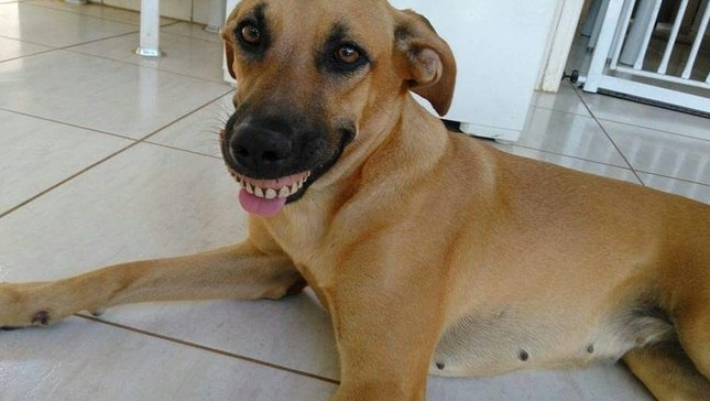 Cachorra acha dentadura, encaixa na boca e quase mata o dono de rir
