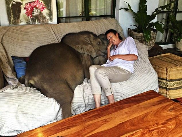 Bebê elefante não larga mais sua 