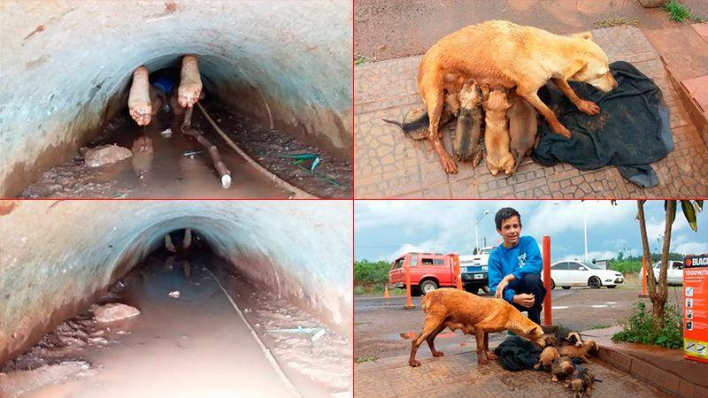 Menino entra em bueiro para resgatar uma cadela e seus sete filhotes
