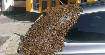 Carro é atacado por 20.000 abelhas enfurecidas