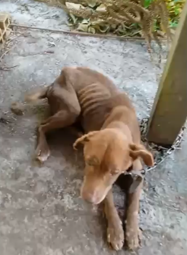 Polícia Civil prende homem por maus-tratos a cães em Joinville