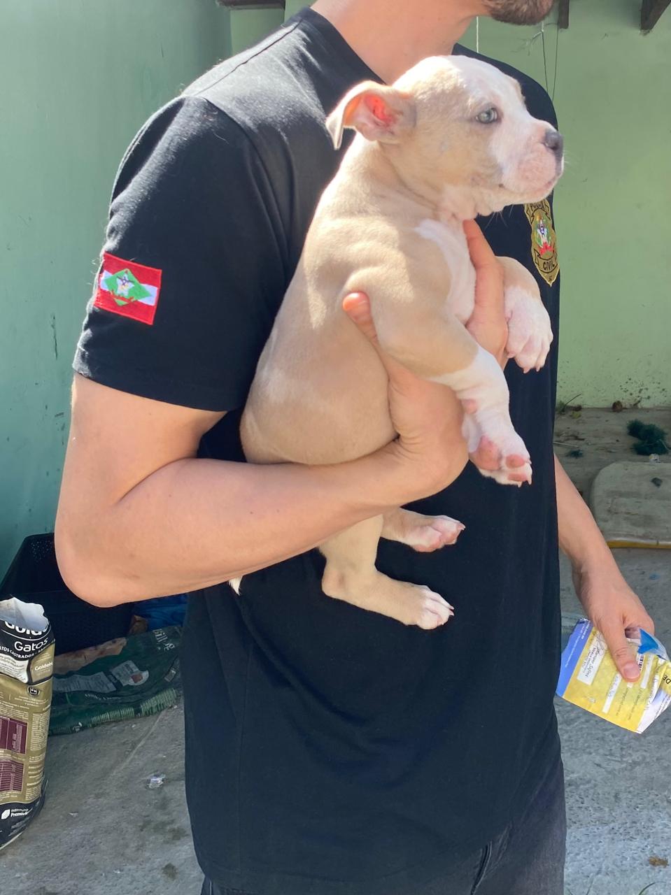 Polícia Civil efetua prisão por maus-tratos em Joinville