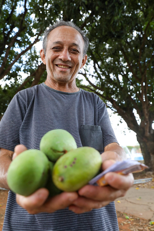 Tempo de manga no DF: Alerta  para  os cuidados na coleta dos frutos em áreas públicas