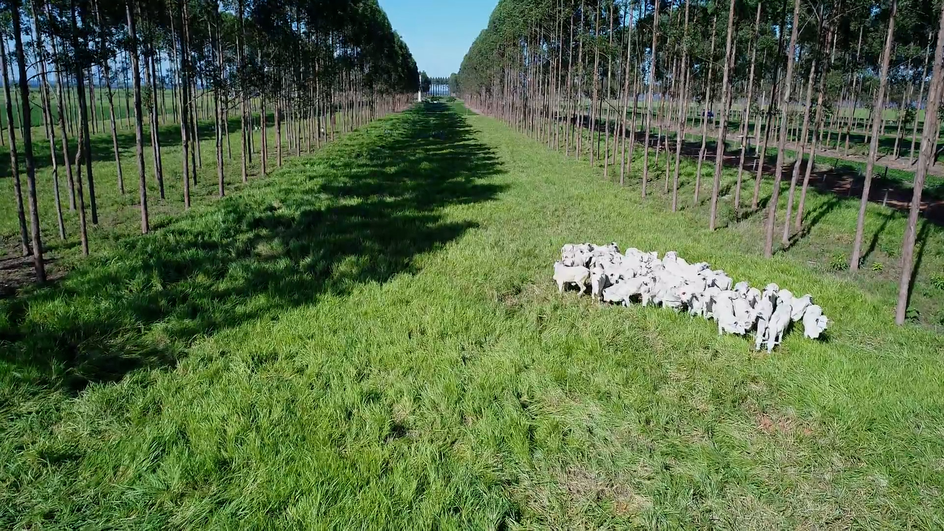 China quer comprar carne brasileira que não agrida o meio ambiente